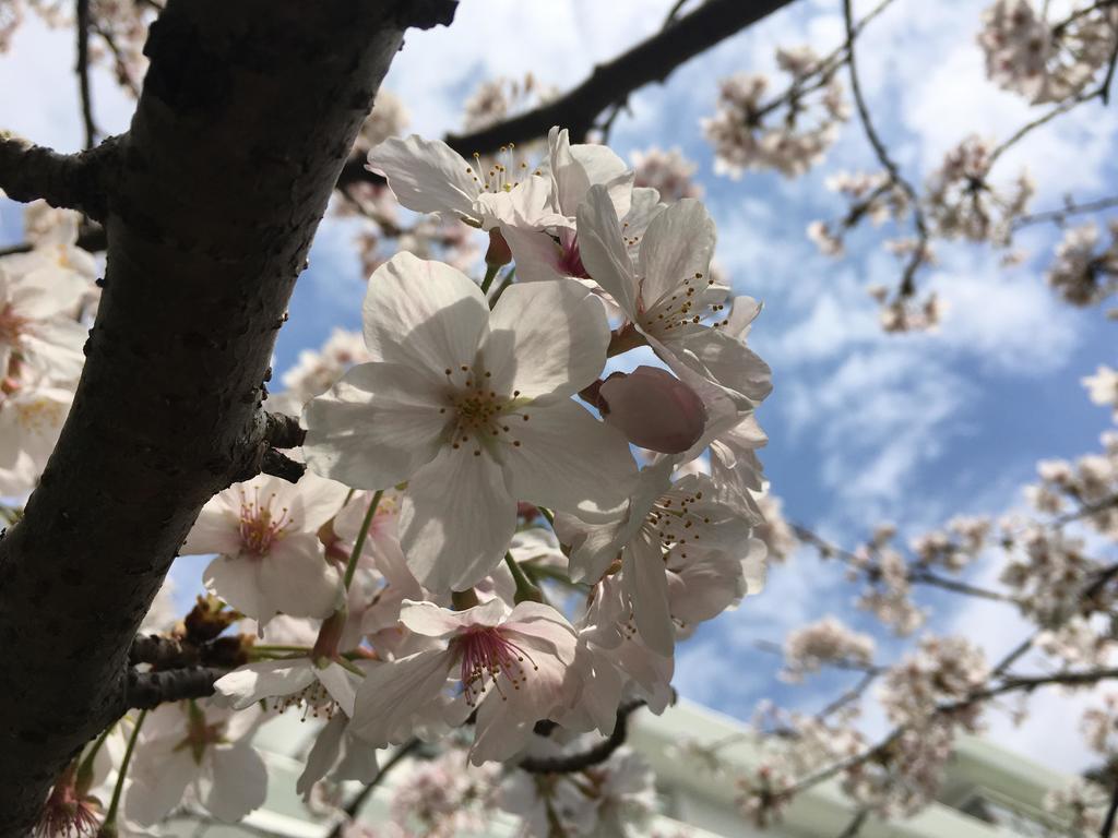 Dogashima Onsen Hotel Nishiizu Εξωτερικό φωτογραφία