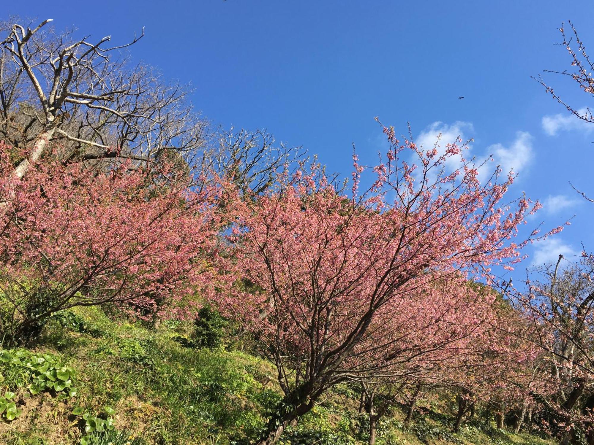 Dogashima Onsen Hotel Nishiizu Εξωτερικό φωτογραφία